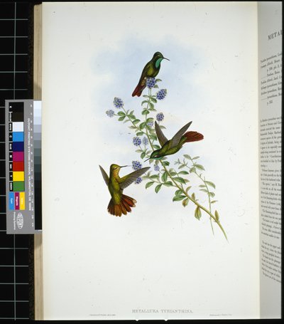 Tyrian-tail by John (after) Gould