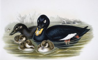 Velvet Scoter by John (after) Gould