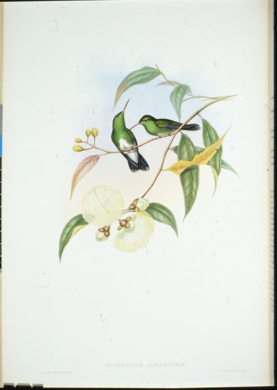 White-bellied Emerald by John (after) Gould