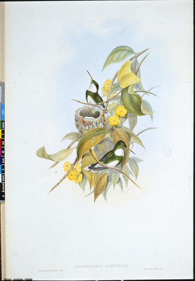White-throat (Leucochloris Albicollis) by John (after) Gould