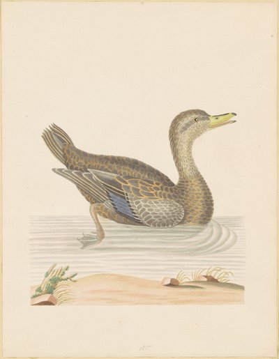 Roan Duck by John Abbot