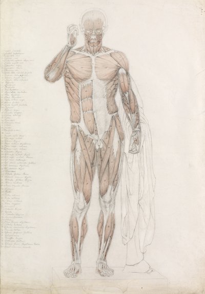 Anatomical Study: Human Musculature, in Contrapposto by John Bathe