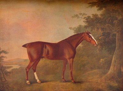 A Dark Chestnut, 1788 by John Boultbee