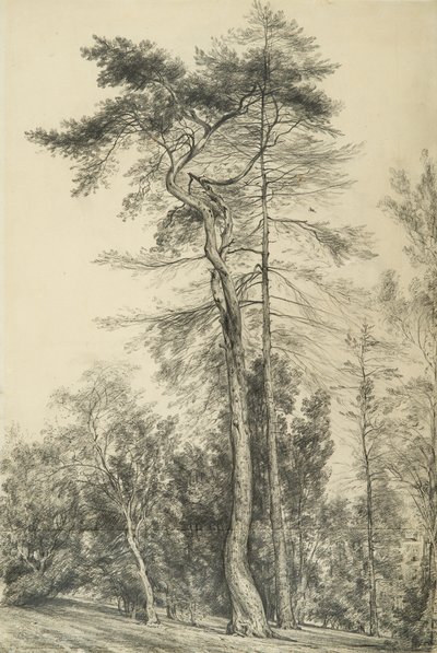 Fir Trees by John Constable