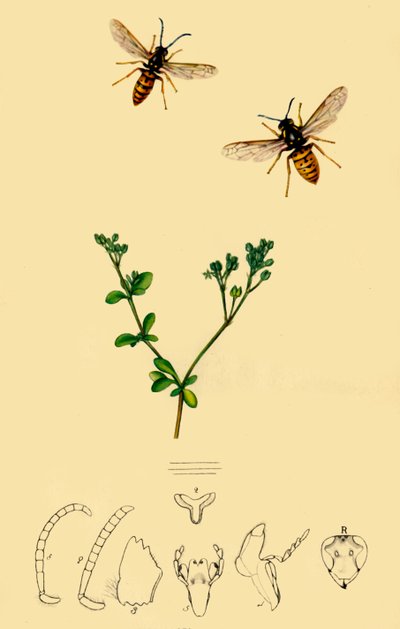 Anchor-Faced Wasp: Vespa rufa by John Curtis