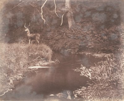 The Lewitha by John Dillwyn Llewelyn