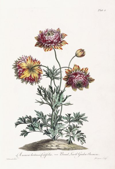 Broad Leaved Garden Anemone by John Edwards