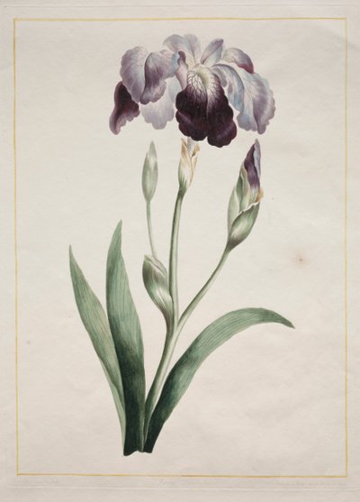 Japanese Iris (Large Blue Iris) by John Edwards