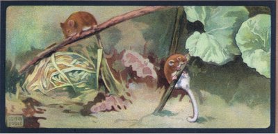 Dormouse by John Edwin Noble