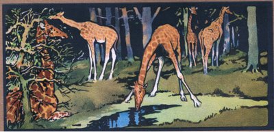 Giraffe by John Edwin Noble