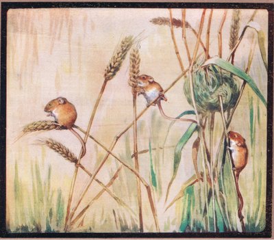 Harvest Mice by John Edwin Noble