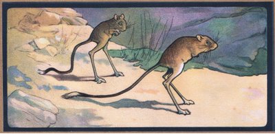 Jerboa by John Edwin Noble