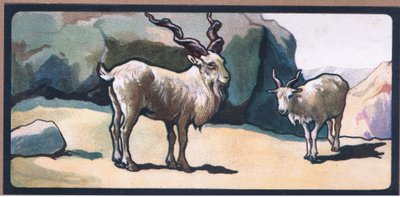 Markhor (Goat) by John Edwin Noble