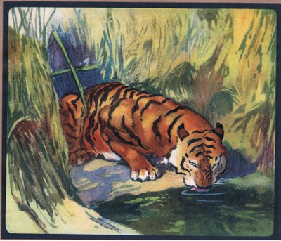 Tiger by John Edwin Noble