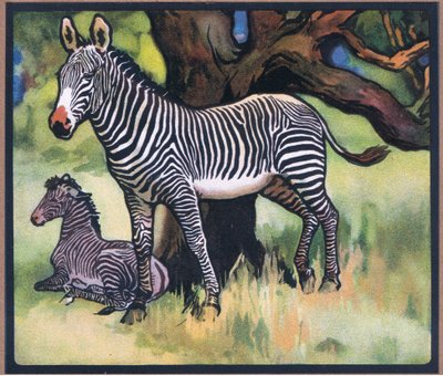 Zebras by John Edwin Noble