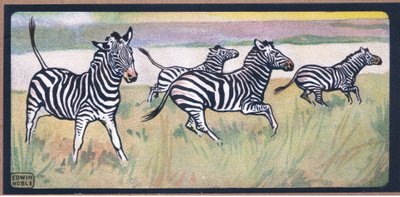 Zebras by John Edwin Noble
