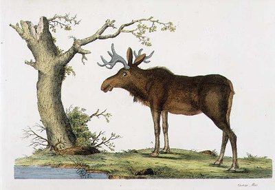 Cervus Alces (Moose) by John Frederick (after) Miller