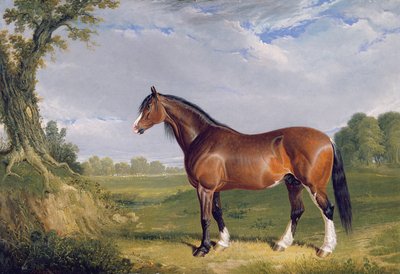 A Clydesdale Stallion, 1820 by John Frederick Herring Senior