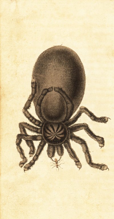 Pinktoe Tarantula, Avicularia avicularia, 1800 (engraving) by John Gabriel Stedman