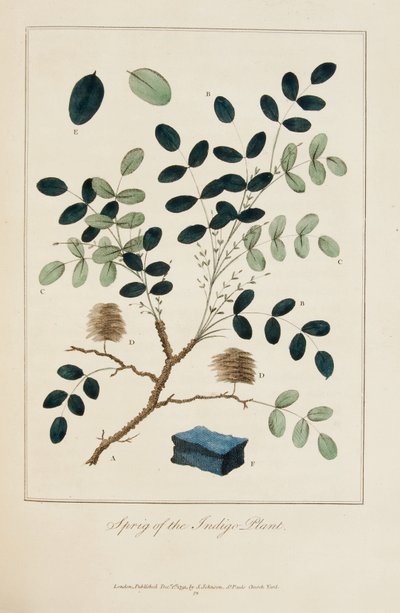 Sprig of the Indigo Plant by John Gabriel Stedman