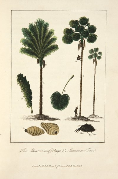 The Mountain Cabbage & Maureecee Tree by John Gabriel Stedman