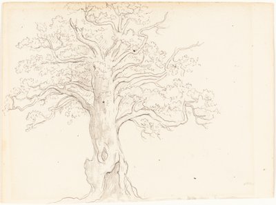 An Oak Tree by John Glover