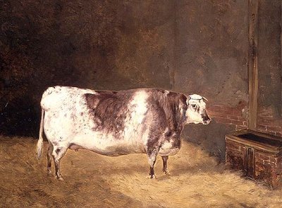 Shorthorn Cow by John Goode