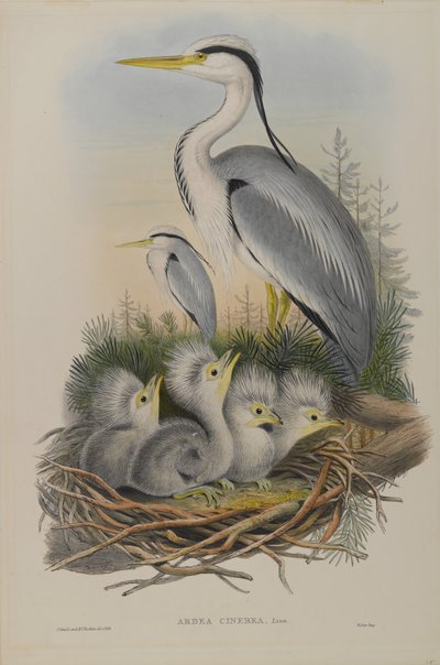 Heron by John Gould