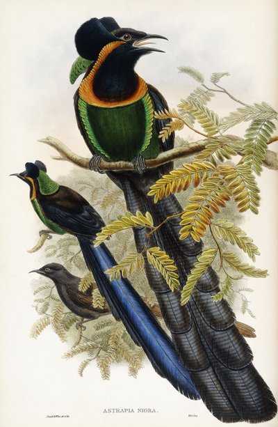 Arfak Astrapia by John Gould