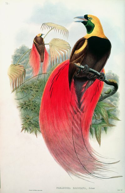 Bird of Paradise, Engraved by T. Walter by John Gould