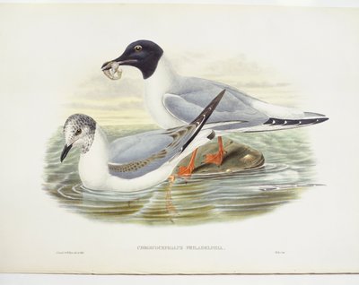 Bonaparte