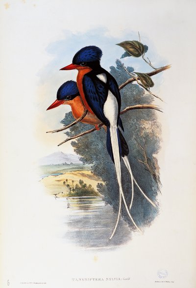 Buff-breasted Paradise-kingfisher (Tanysiptera sylvia) by John Gould