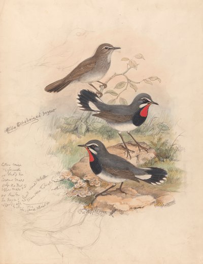 Calliope Tschebaiewi, Prjev. by John Gould
