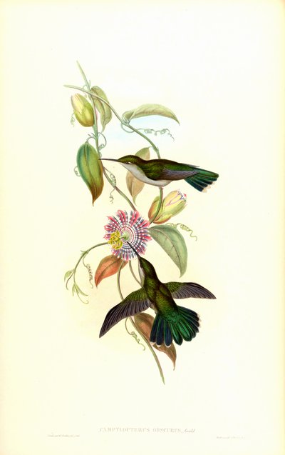 Campylopterus largipennis obscurus by John Gould