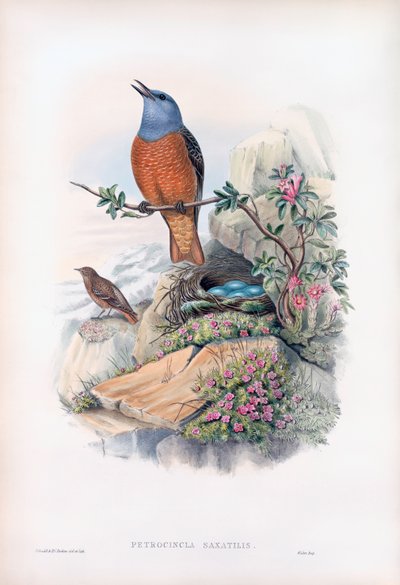 Common Rock Thrush by John Gould
