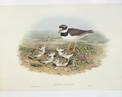 Common ringed plover (Charadrius hiaticula), illustration by John Gould