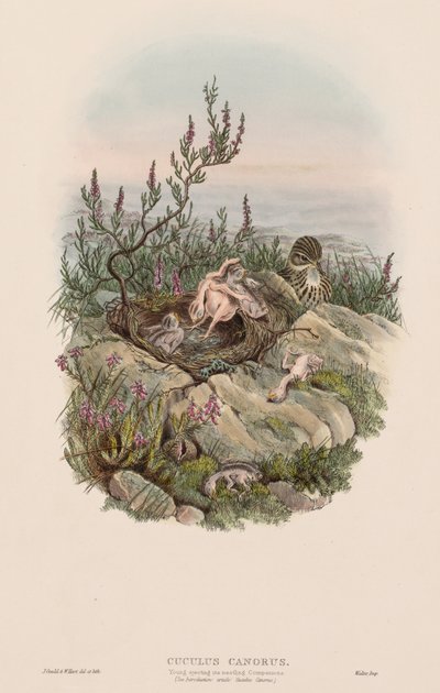 Common Cuckoo by John Gould