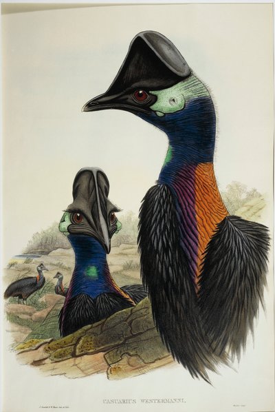 Dwarf Cassowary Casuarius bennetti, engraving by John Gould