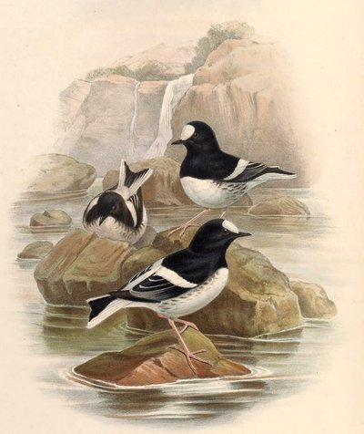 Enicurus scouleri by John Gould