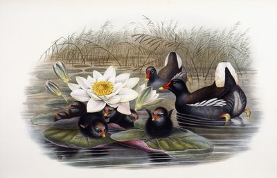 Gallinula Chloropus by John Gould