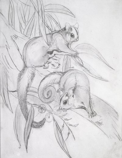 Gliding Possums by John Gould