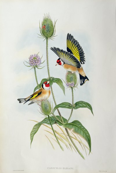 Goldfinch (Carduelis Elegans) by John Gould