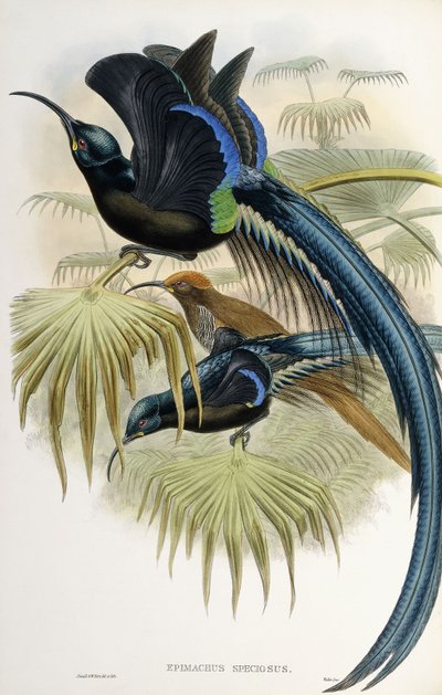 Great Sicklebilled Bird of Paradise by John Gould