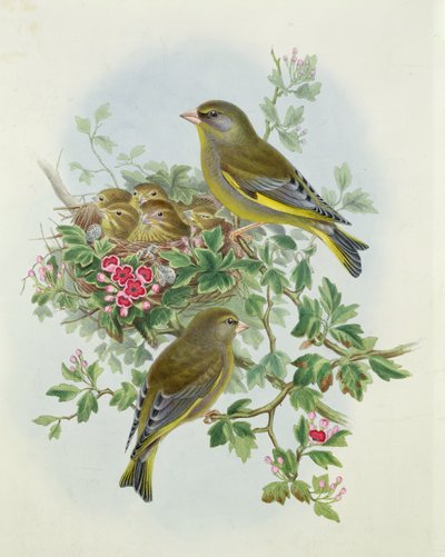 Greenfinch by John Gould