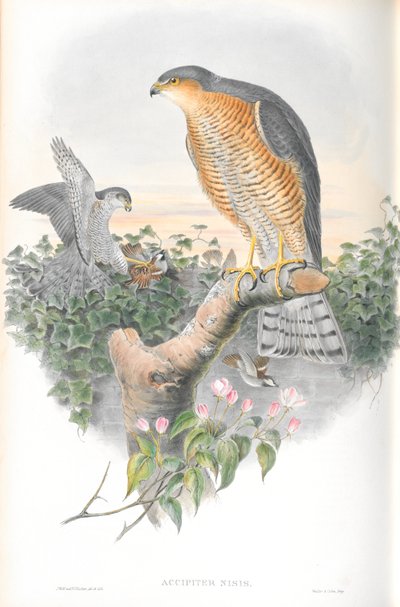 Illustration of Accipiter Nisis (Sparrow-hawk) by John Gould