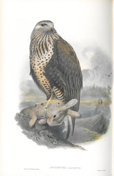 Illustration of Archibuteo Lagopus (Rough-legged Buzzard) by John Gould