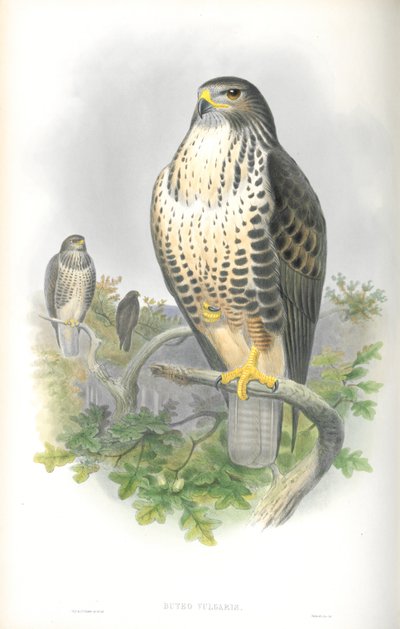 Illustration of Buteo Vulgaris (Common Buzzard) by John Gould