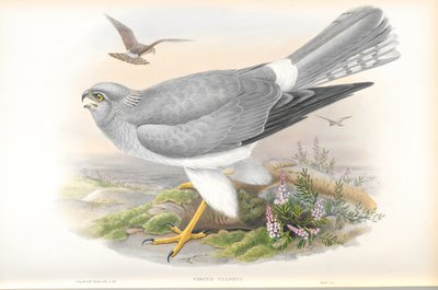 Illustration of Circus Cyaneus (Hen Harrier) by John Gould