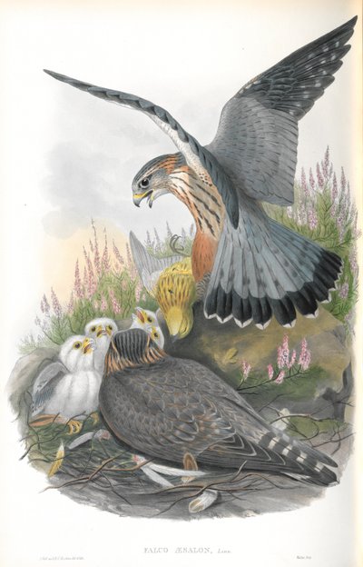 Illustration of Falco Aesalon (Merlin) by John Gould