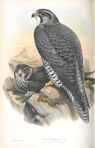 Illustration of Falco Gyrfalco (Norwegian Gyrfalcon) by John Gould